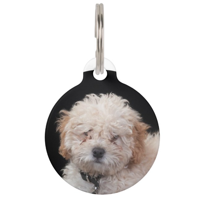 Poodle Pet Tag (Front)