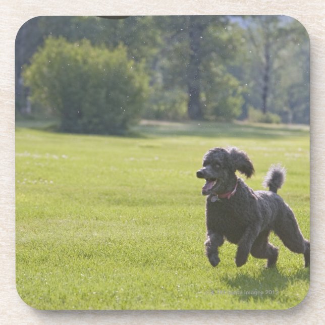 Poodle playing frisbee coaster (Front)