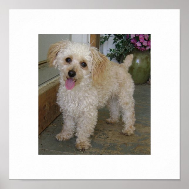 poodle poster (Front)