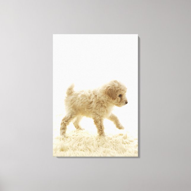 Poodle Puppy Canvas Print (Front)