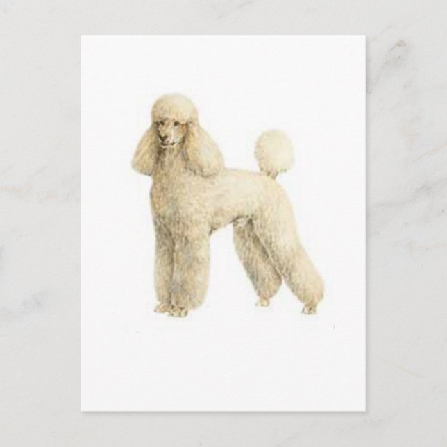 Poodle -- Puppy Clip Postcard (Front)