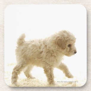 Poodle Puppy Coaster
