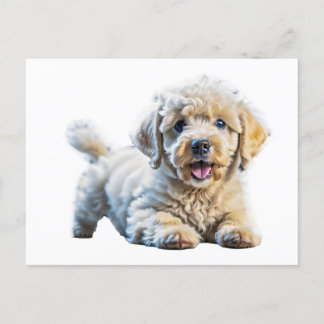 Poodle Puppy Postcard