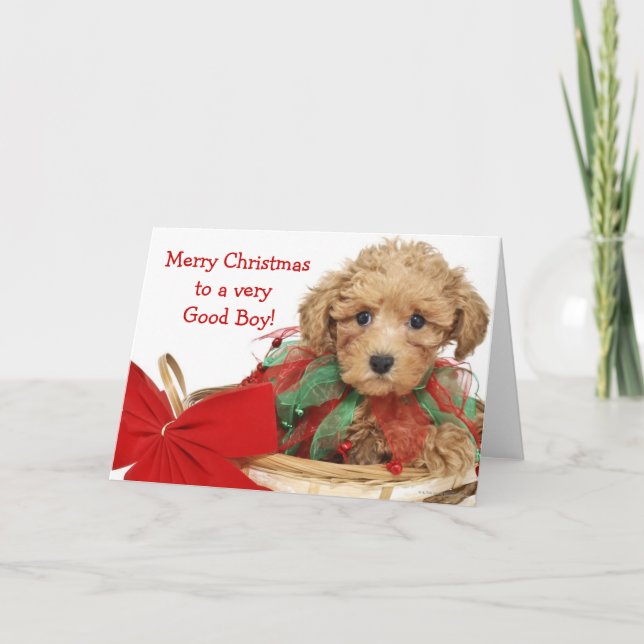 Poodle puppy sitting in Christmas basket Holiday Card (Front)