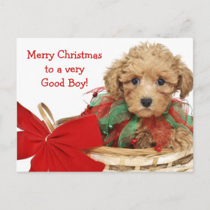 Poodle puppy sitting in Christmas basket Holiday Postcard