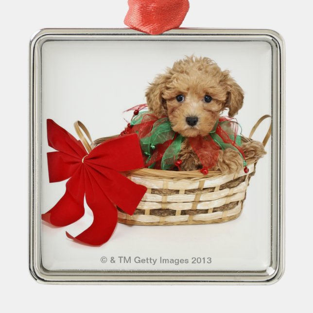 Poodle puppy sitting in Christmas basket Metal Tree Decoration (Front)