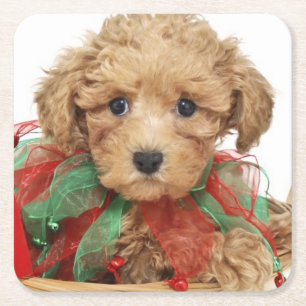 Poodle puppy sitting in Christmas basket Square Paper Coaster