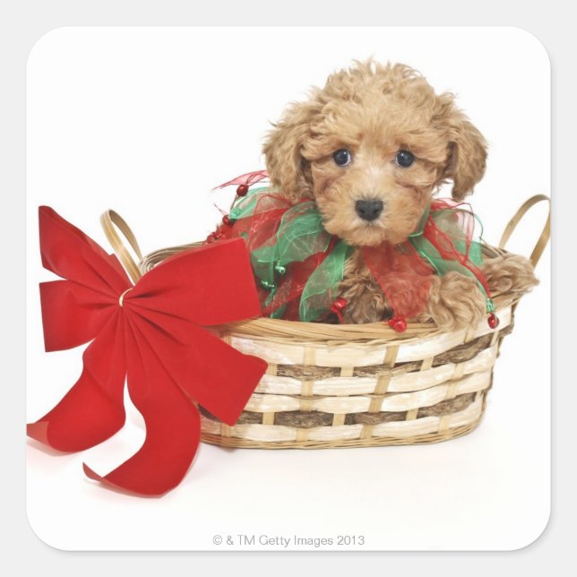 Poodle puppy sitting in Christmas basket Square Sticker (Front)
