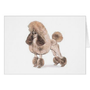 Poodle -- Show Coat