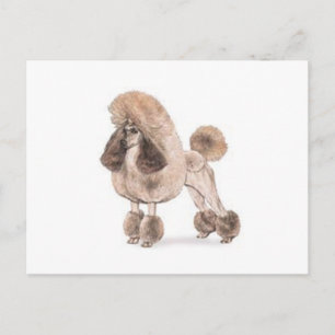 Poodle -- Show Coat Postcard
