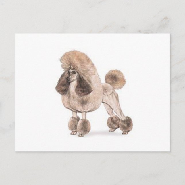 Poodle -- Show Coat Postcard (Front)