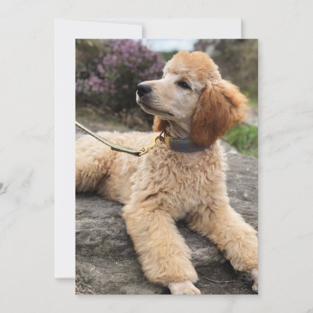 Poodle thank you card (Front)