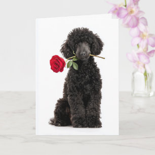 Poodle Valentine Card