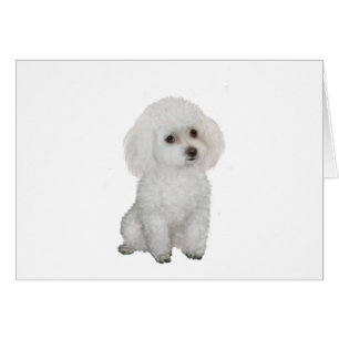 Poodle - white 1