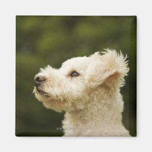 Poodle (white) 2 magnet