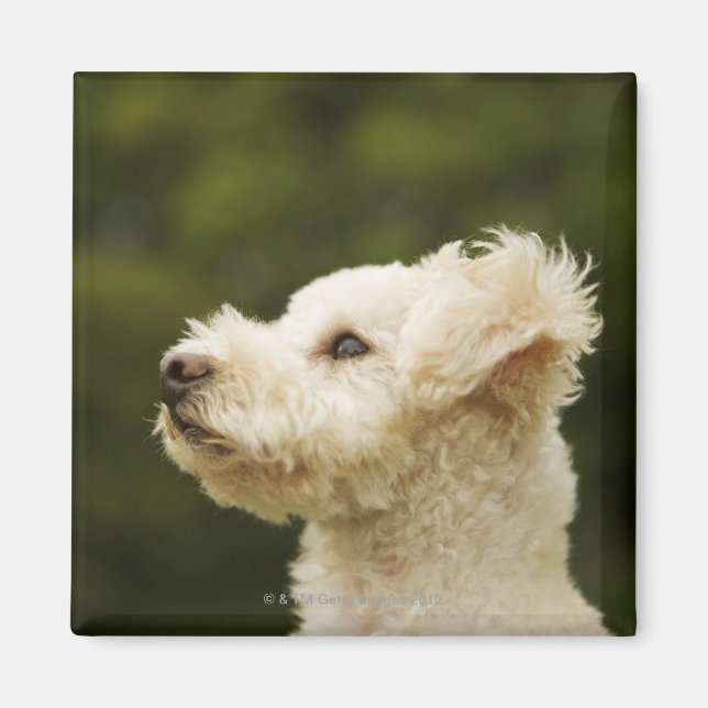 Poodle (white) 2 magnet (Front)