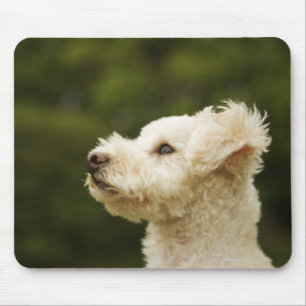 Poodle (white) 2 mouse mat