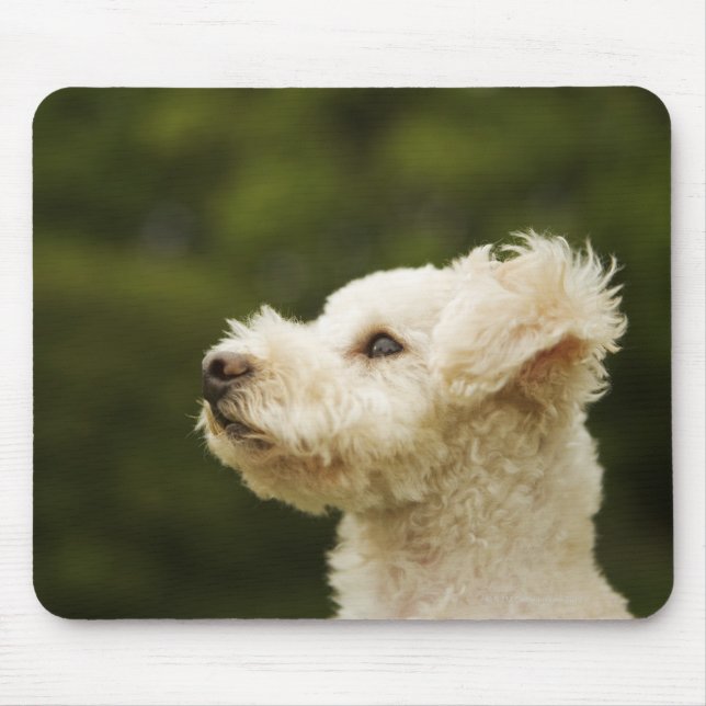 Poodle (white) 2 mouse mat (Front)