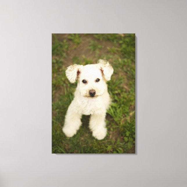 Poodle (white) canvas print (Front)