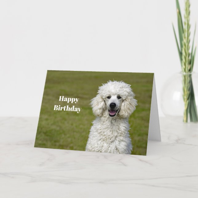 Poodle White Dog Photo Birthday Card (Front)