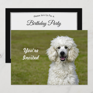 Poodle White Dog Photo Birthday Invitation
