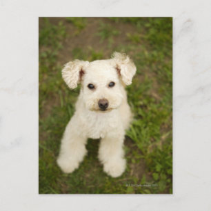 Poodle (white) postcard