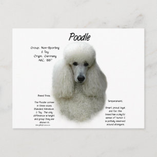 Poodle (wht) History Design Postcard