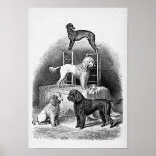 "Poodles and a Whippet" Poster