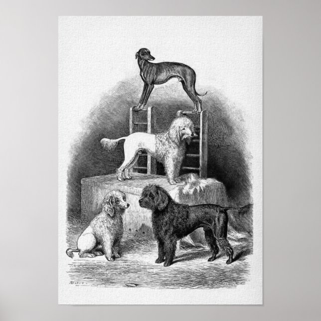 "Poodles and a Whippet" Poster (Front)