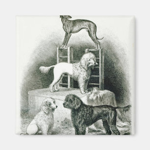 Poodles and Whippet - Group of Mr. Walton's Magnet
