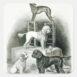 Poodles and Whippet - Group of Mr. Walton's Square Sticker
