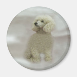 Poodles Are Heavenly Magnet
