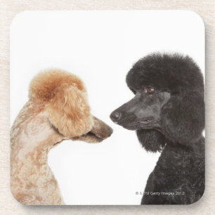 Poodles examining each other coaster
