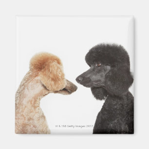 Poodles examining each other magnet