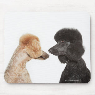 Poodles examining each other mouse mat
