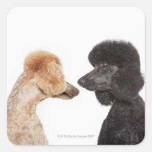 Poodles examining each other square sticker