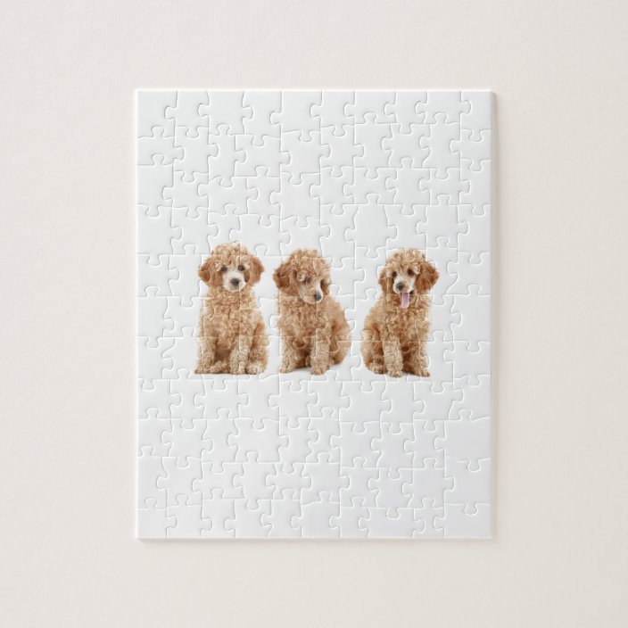 Poodles Jigsaw Puzzle Zazzle.co.uk