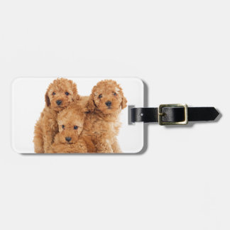 Poodles Luggage Tag