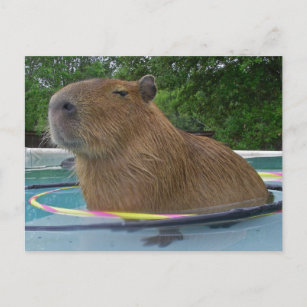 Capybara Baby Gifts Gift Ideas Zazzle Uk