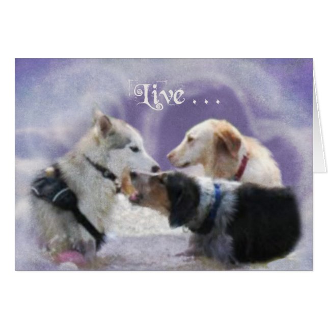 PoolParty (Front Horizontal)