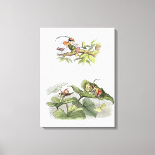 Poor little Birdie teased, and Courtship cut short Canvas Print