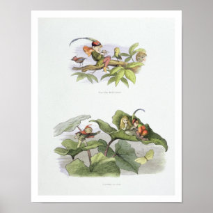 Poor little Birdie teased, and Courtship cut short Poster