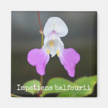 Poor Man's Orchid Botanical Magnet