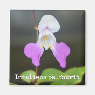 Poor Man's Orchid Botanical Magnet