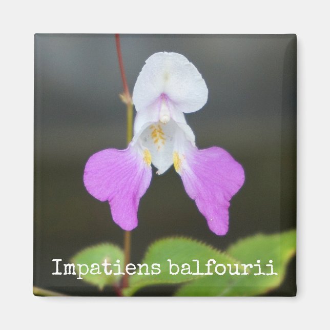 Poor Man's Orchid Botanical Magnet (Front)