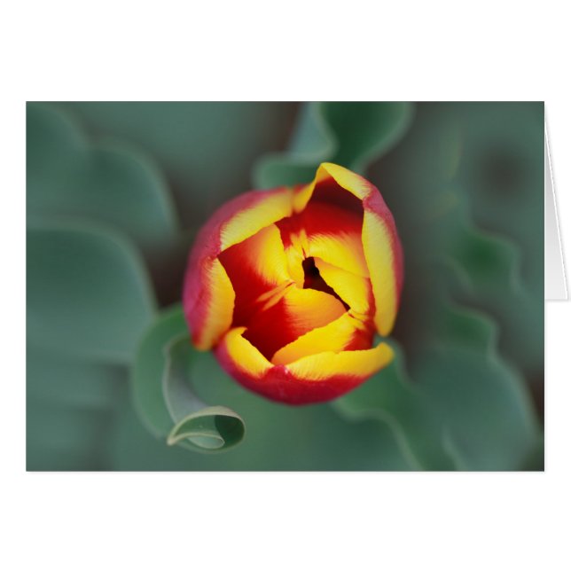 Pop (Front Horizontal)