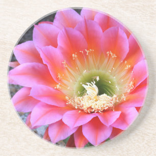 Pop of pink cactus coaster