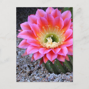 Pop of pink cactus postcard