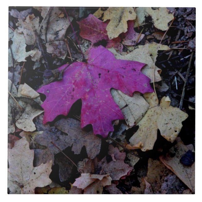 Pop of pink foliage tile (Front)