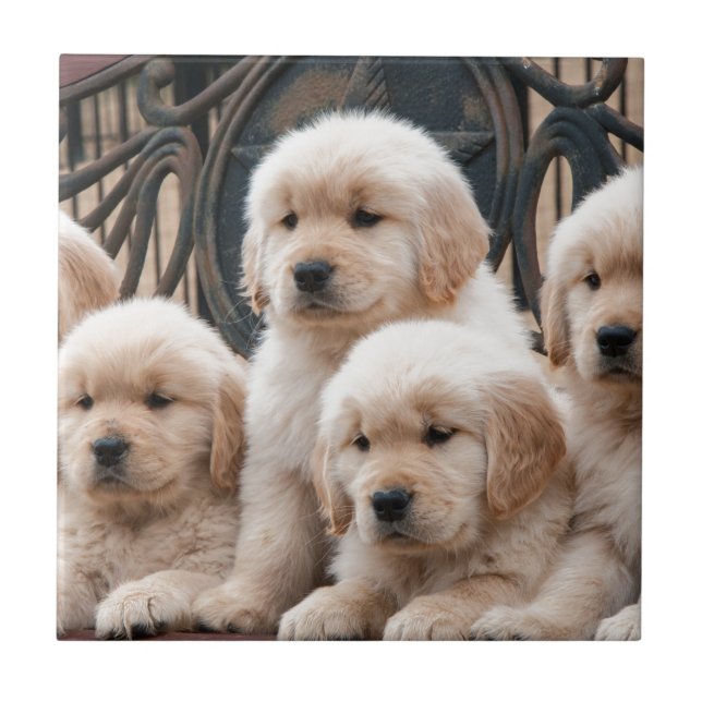 Pop Up! Puppies Tile (Front)